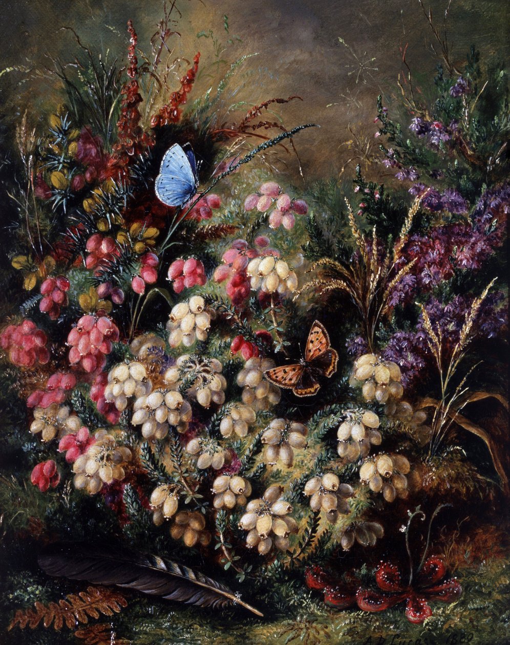 Motýl ve vřesu od Albert Durer Lucas