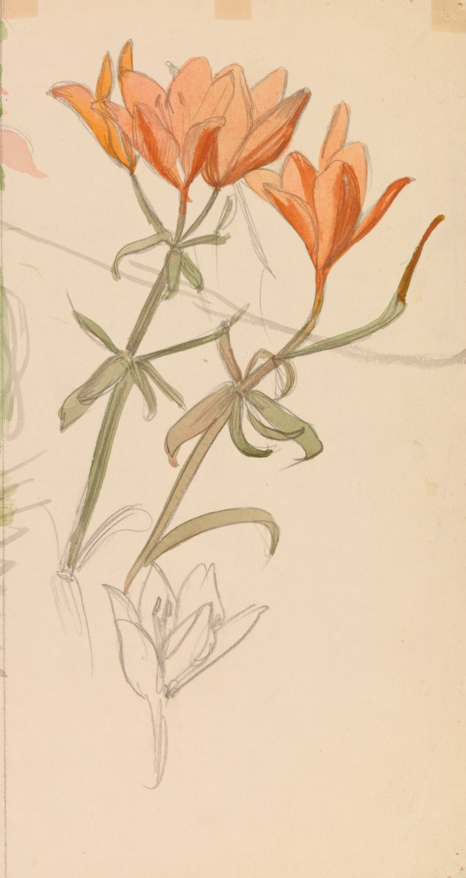 Orange Lilien od Albert Edelfelt