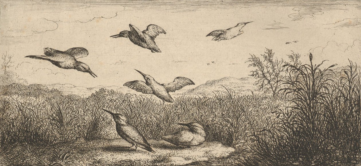 Alcedo, Martin-pescheur Ledňáček: Livre d
