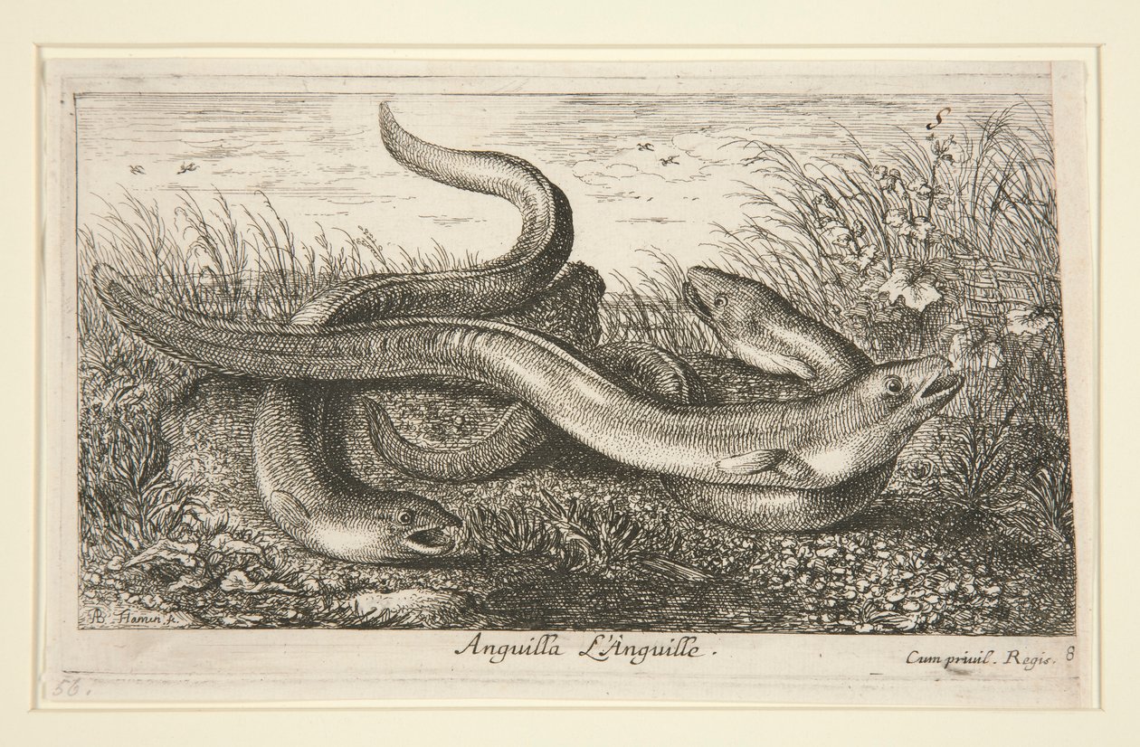 Anguilla. L od Albert Flamen