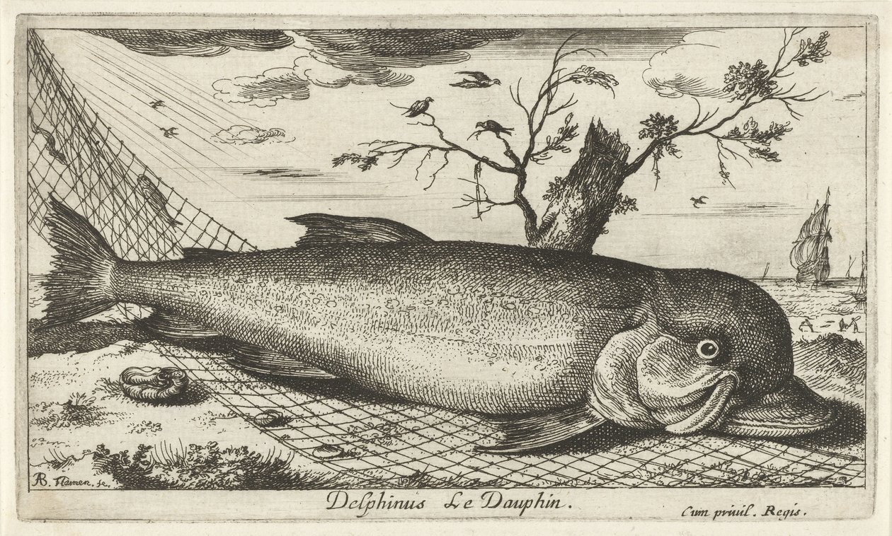 Delfín v rybářské síti Delphinus Le Dauphin. (název na objektu) Ryby a další mořští tvorové - slaná voda třetí série (název série) Poissons de mer (název série) od Albert Flamen