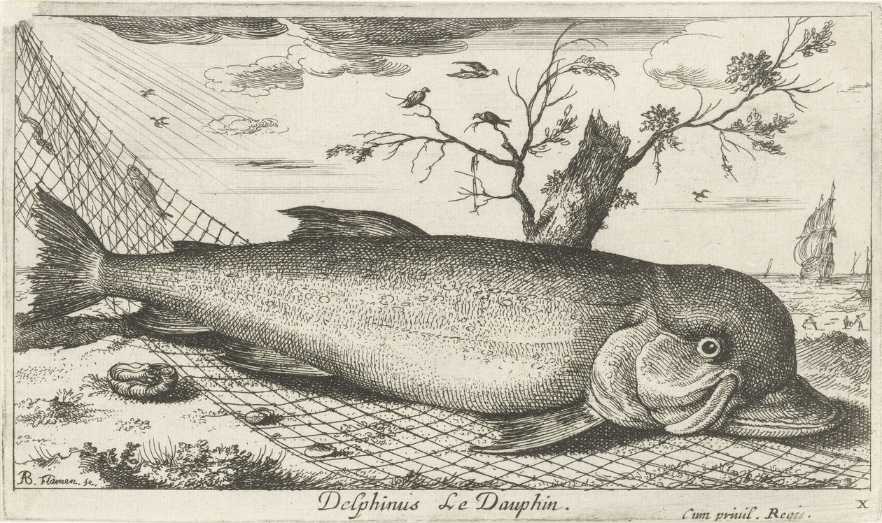 Delfín v rybářské síti Delphinus Le Dauphin. (název na objektu) Ryby a další mořští tvorové - slaná voda třetí série (název série) Poissons de mer (název série) od Albert Flamen