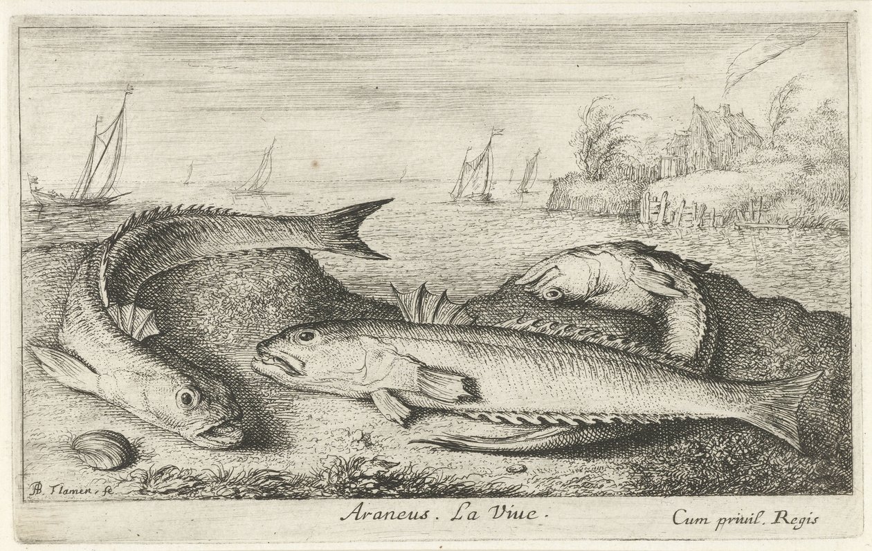 Tři tečkovaní na pláži Araneus. LaVie. (název na objektu) Ryby a další mořští tvorové - slaná voda druhá série (název série) Poissons de mer (název série) od Albert Flamen
