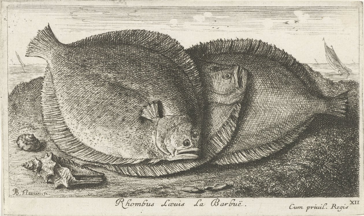 Tři kuřátka na pláži Rhombus Laeuis La Barbuë (název na objektu) Ryby a další mořští tvorové - slaná voda třetí série (název série) Poissons de mer (název série) od Albert Flamen