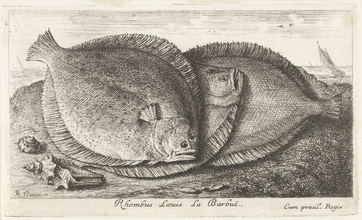 Tři kuřátka na pláži Rhombus Laeuis La Barbuë (název na objektu) Ryby a další mořští tvorové - slaná voda třetí série (název série) Poissons de mer (název série) od Albert Flamen