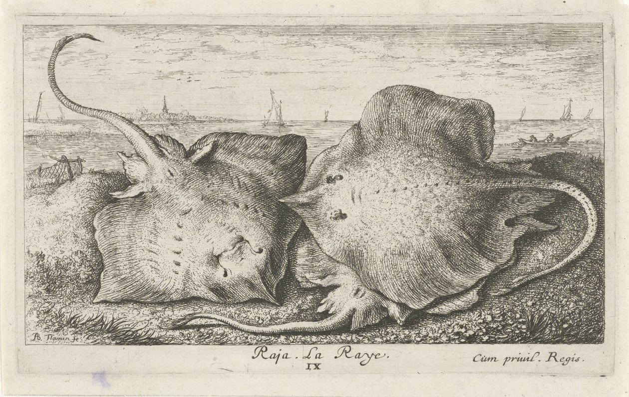 Tři paprsky na pláži rádža. La Raye. (název na objektu) Ryby a další mořští tvorové - slaná voda druhá série (název série) Poissons de mer (název série) od Albert Flamen