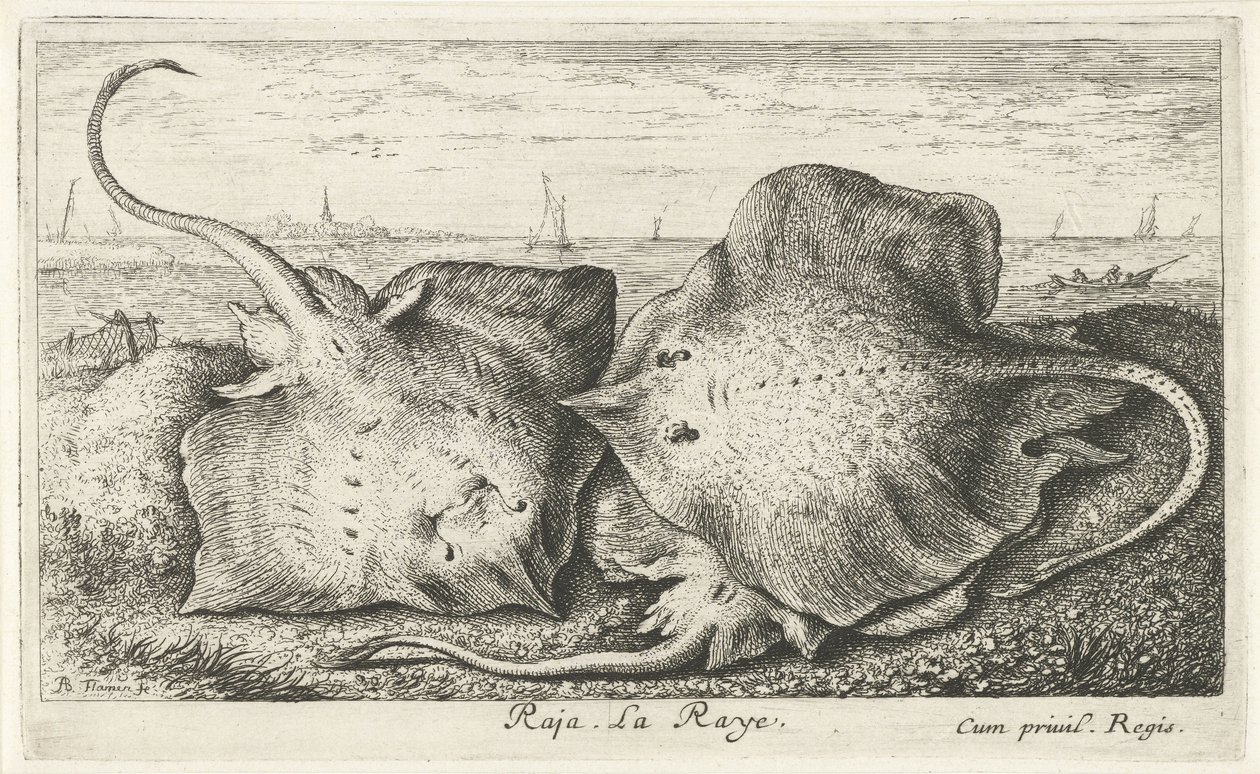 Tři paprsky na pláži rádža. La Raye. (název na objektu) Ryby a další mořští tvorové - slaná voda druhá série (název série) Poissons de mer (název série) od Albert Flamen