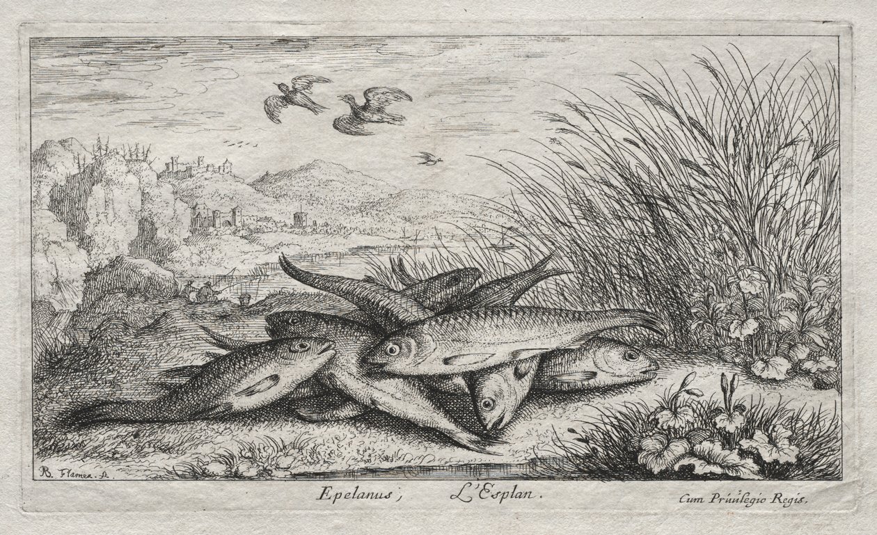 Sladkovodní ryba, část II: Epelanus, L