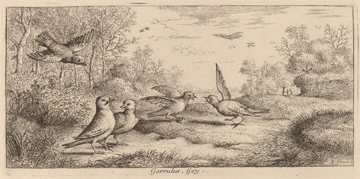 Garrulus, Jay od Albert Flamen