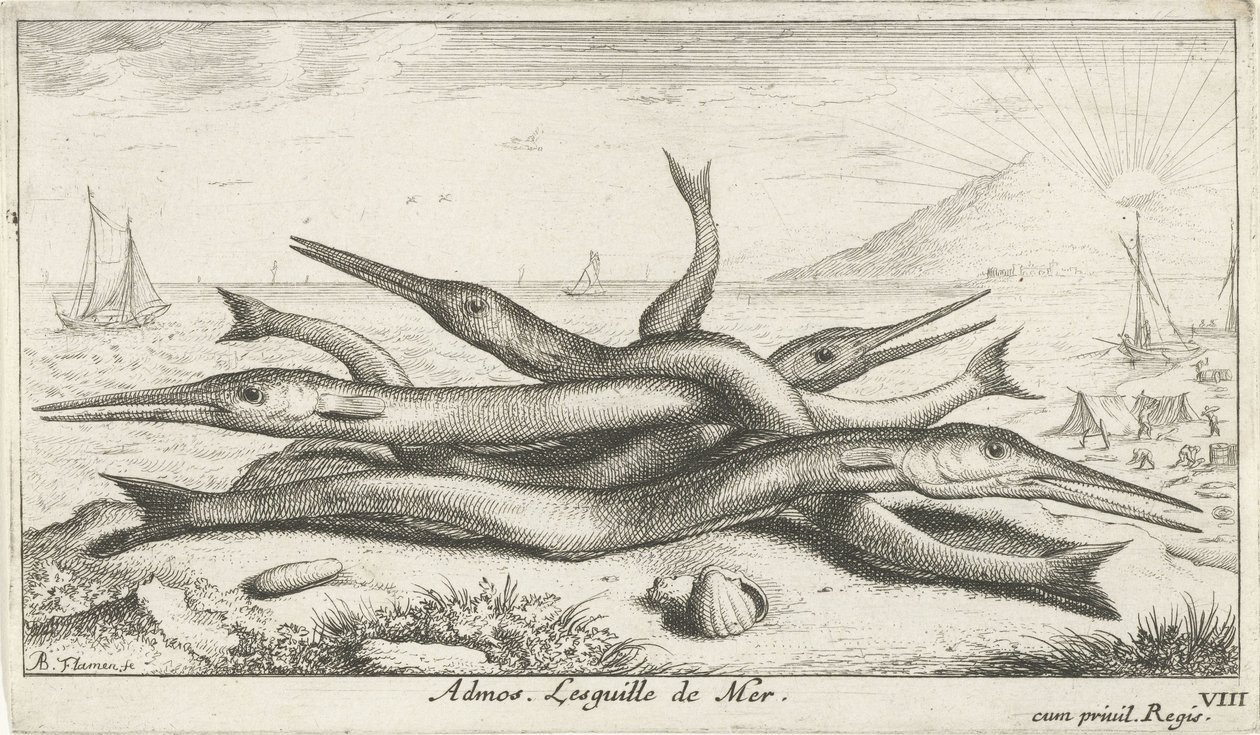 Připnutý na pláži Admos. Lesguille de Mer. (název na objektu) Ryby a další mořští tvorové - slaná voda třetí série (název série) Poissons de mer (název série) od Albert Flamen