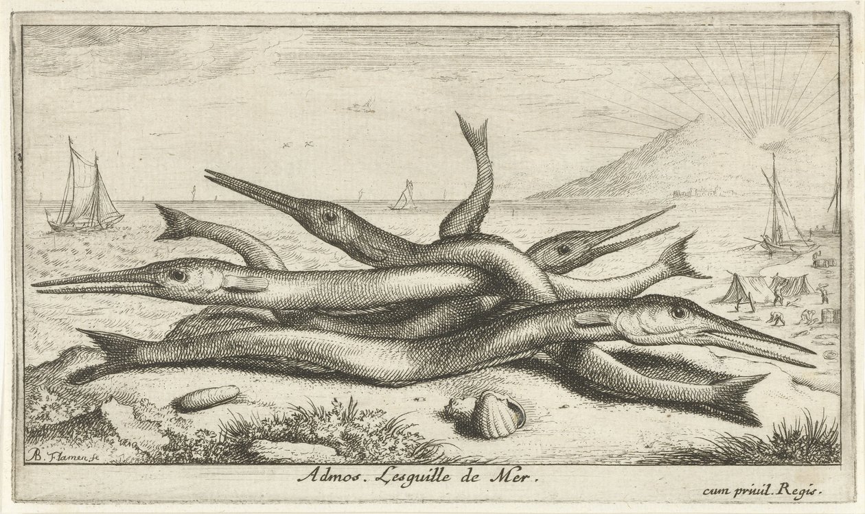 Připnutý na pláži Admos. Lesguille de Mer. (název na objektu) Ryby a další mořští tvorové - slaná voda třetí série (název série) Poissons de mer (název série) od Albert Flamen