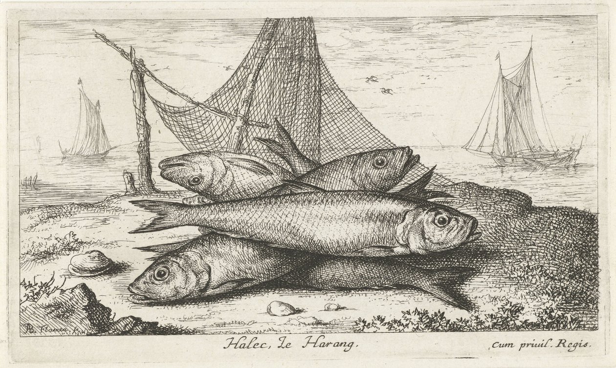 Sleď v rybářské síti Halec, Le Harang. (název na objektu) Ryby a další mořští tvorové - slaná voda druhá série (název série) Poissons de mer (název série) od Albert Flamen
