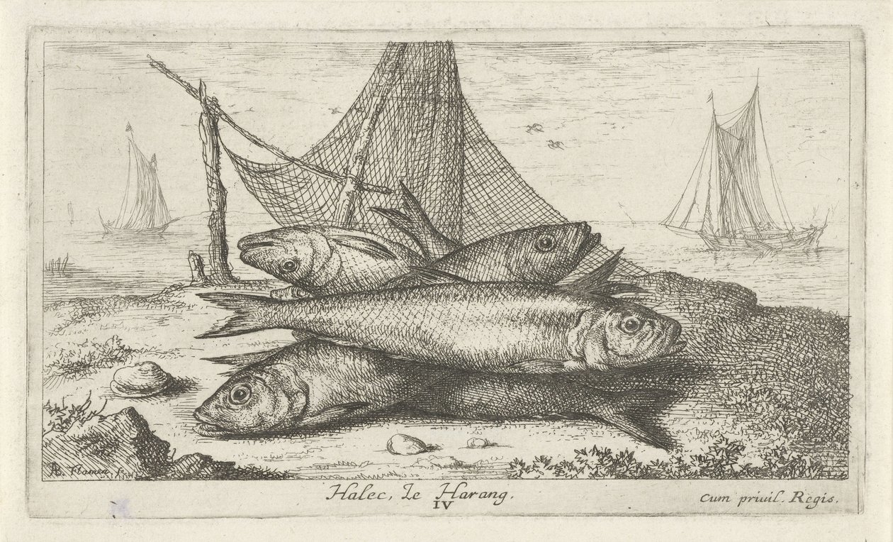 Sleď v rybářské síti Halec, Le Harang. (název na objektu) Ryby a další mořští tvorové - slaná voda druhá série (název série) Poissons de mer (název série) od Albert Flamen