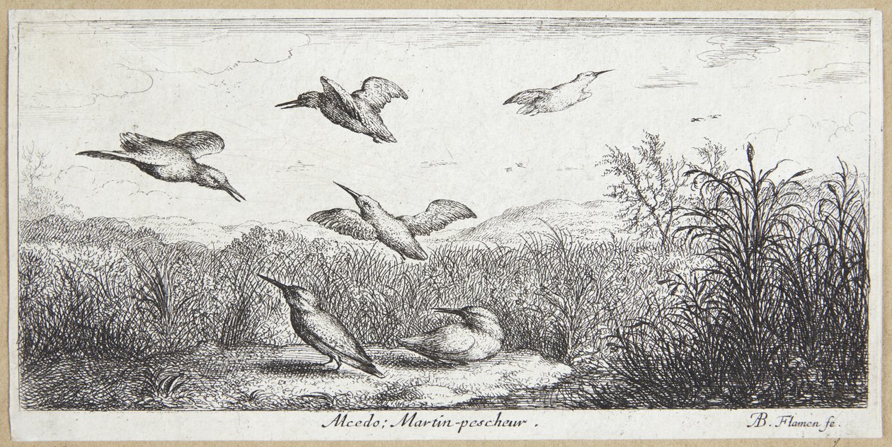 Ledňáček říční (Alcedo) od Albert Flamen