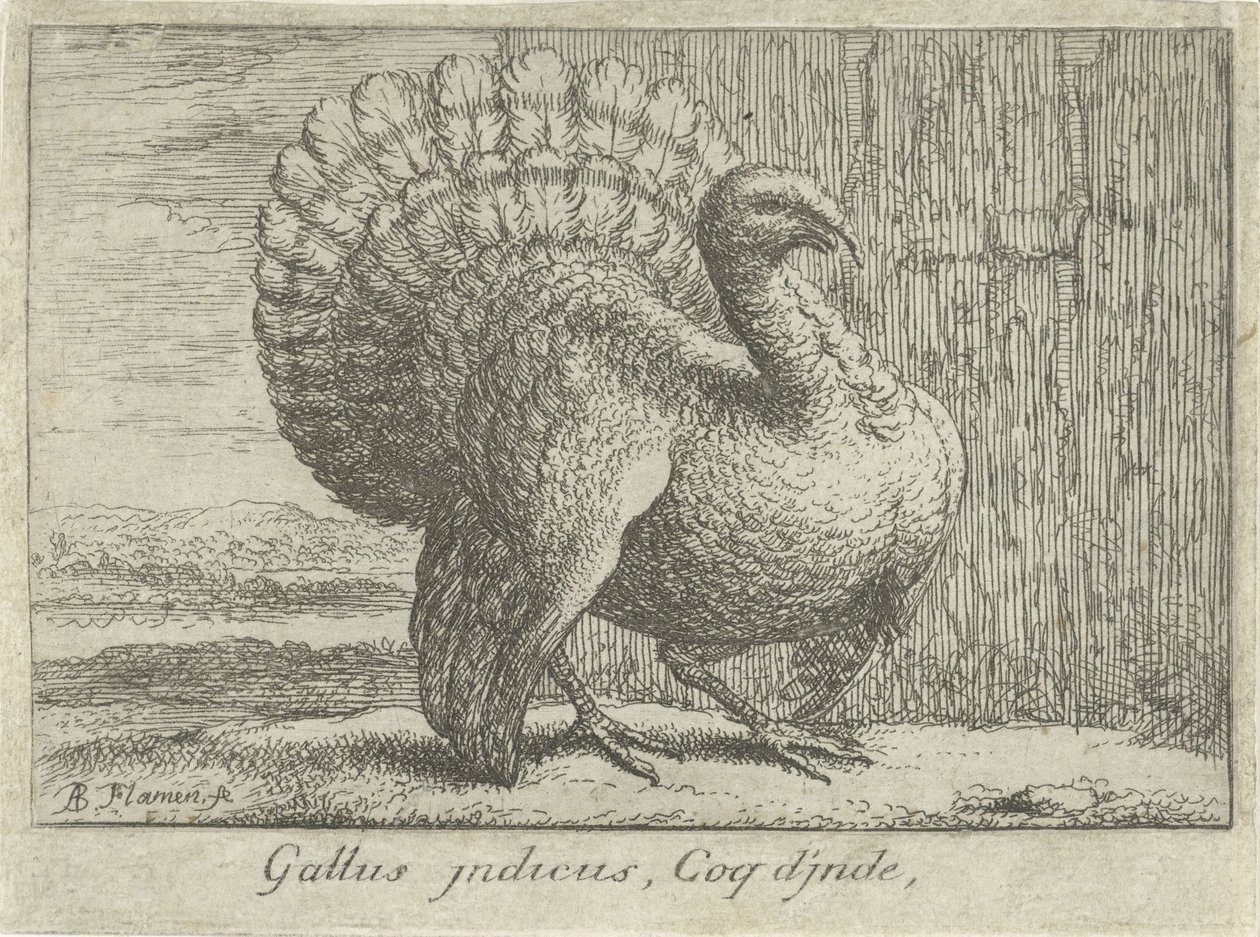 Landschap se setkal s kalkoenem Gallus indicus, Coq d