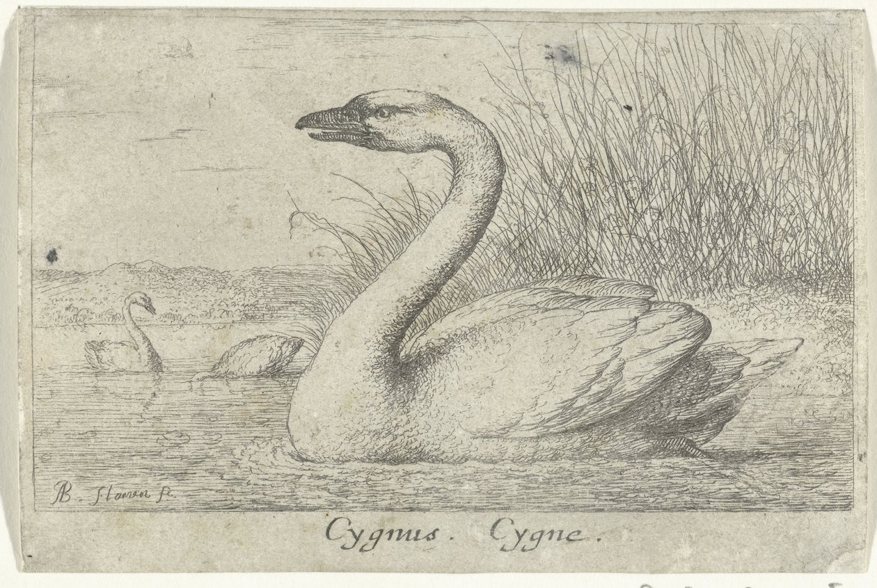 Krajina s labutí Cygnus. Cygne. (název na objektu) Třináct druhů ptáků (název série) Diuersae Auium Specie (název série) od Albert Flamen