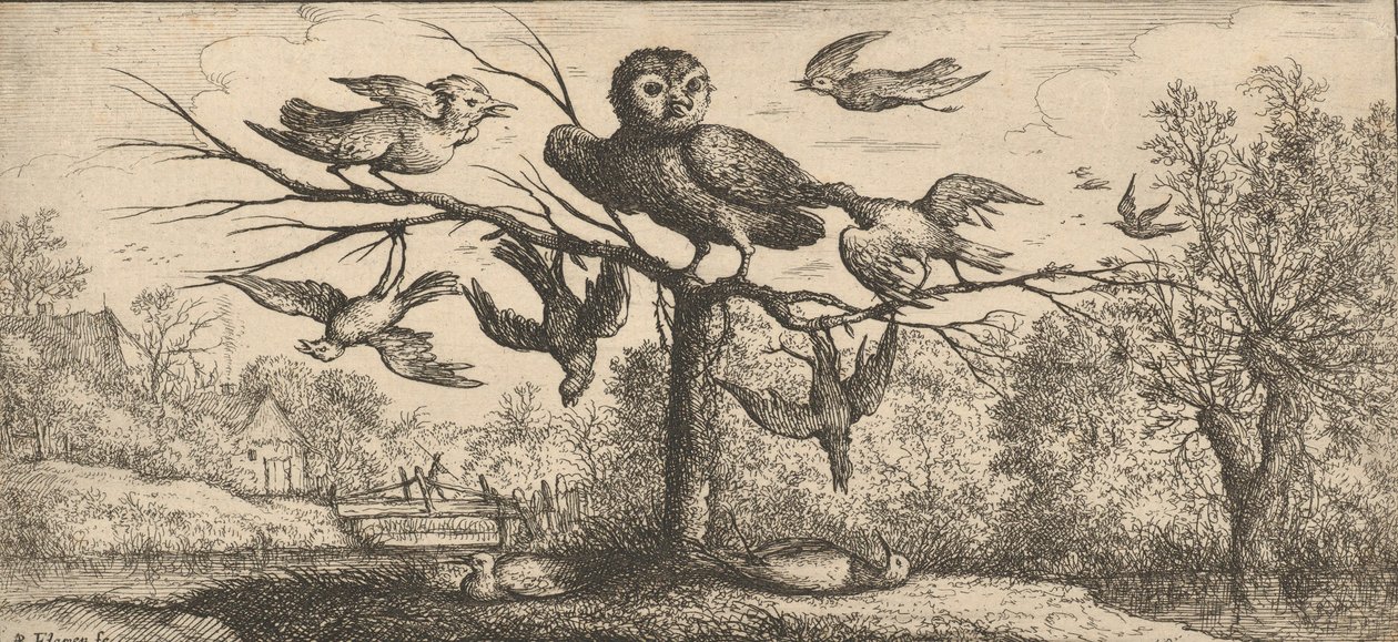 Monedula, Chouëtte The Owl: Livre d