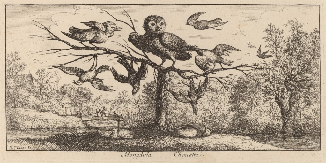 Monedula, sova od Albert Flamen