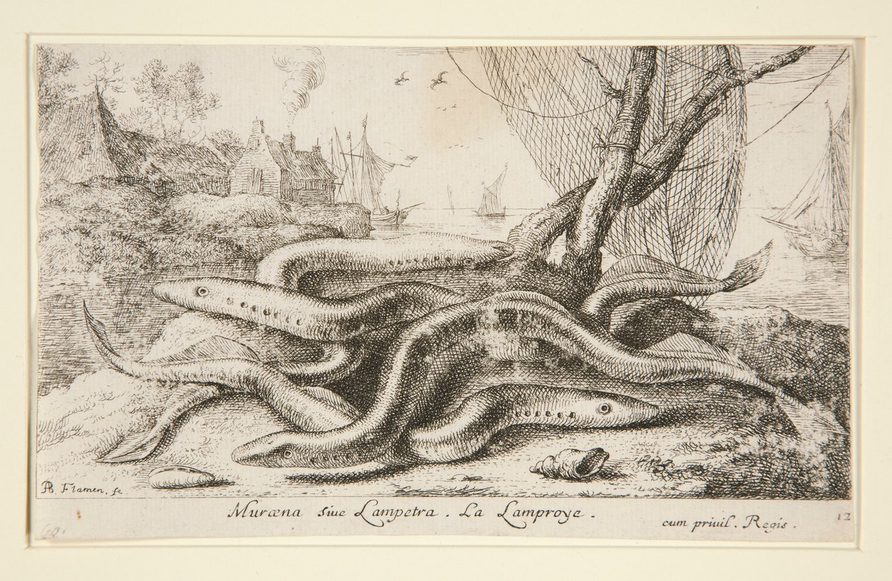 Muraena nebo Lampetra. La Lamproye od Albert Flamen