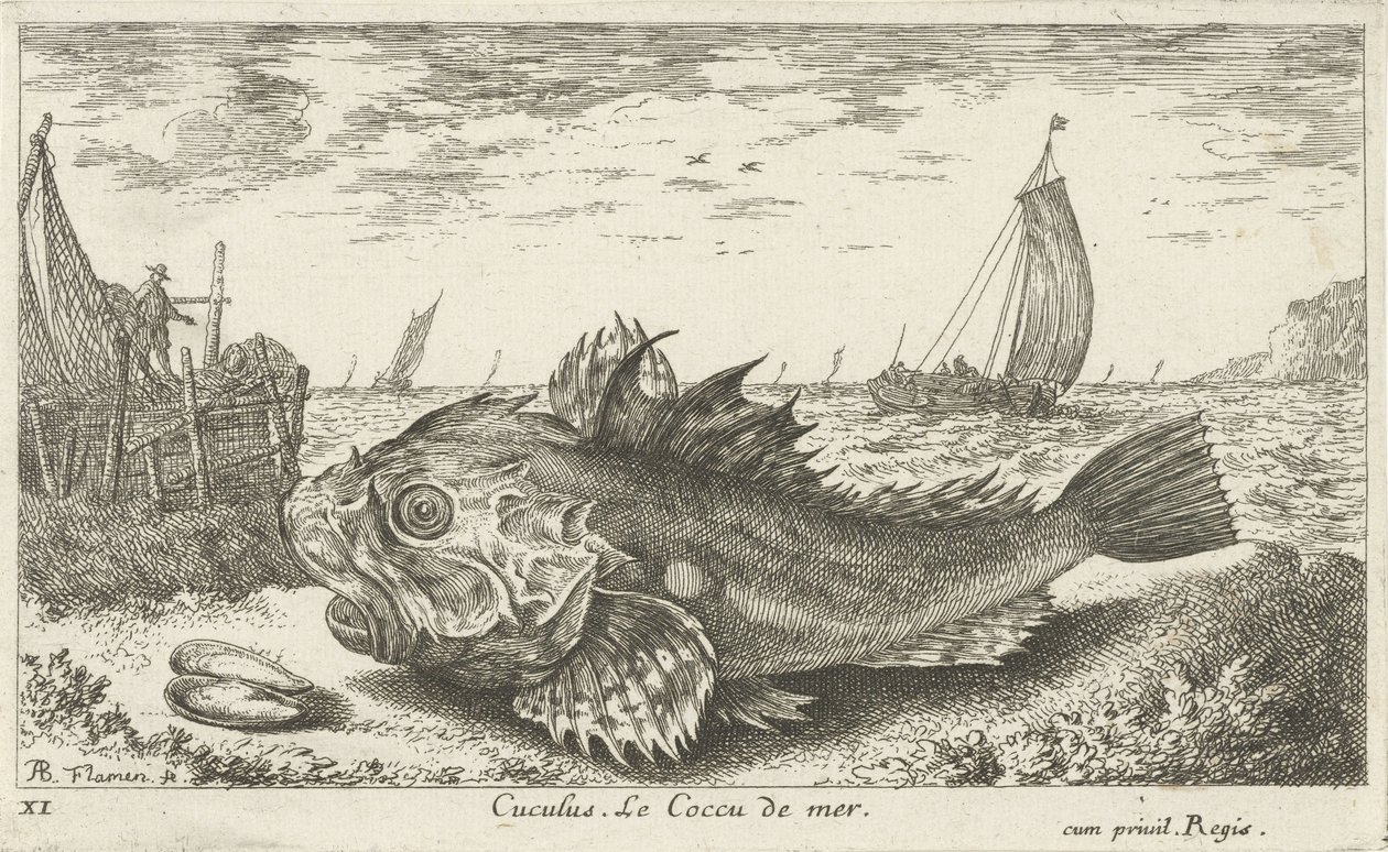 Poon na pláži Cuculus. Le Coccu de mer (název na objektu) Ryby a další mořští tvorové - slaná voda první série (název série) Diverse Especes de Poissons de mer (název série) od Albert Flamen
