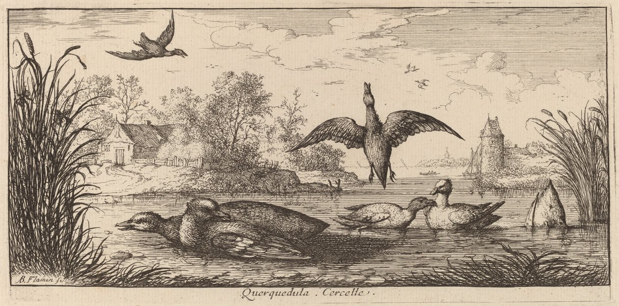 Querpedula, Teal od Albert Flamen
