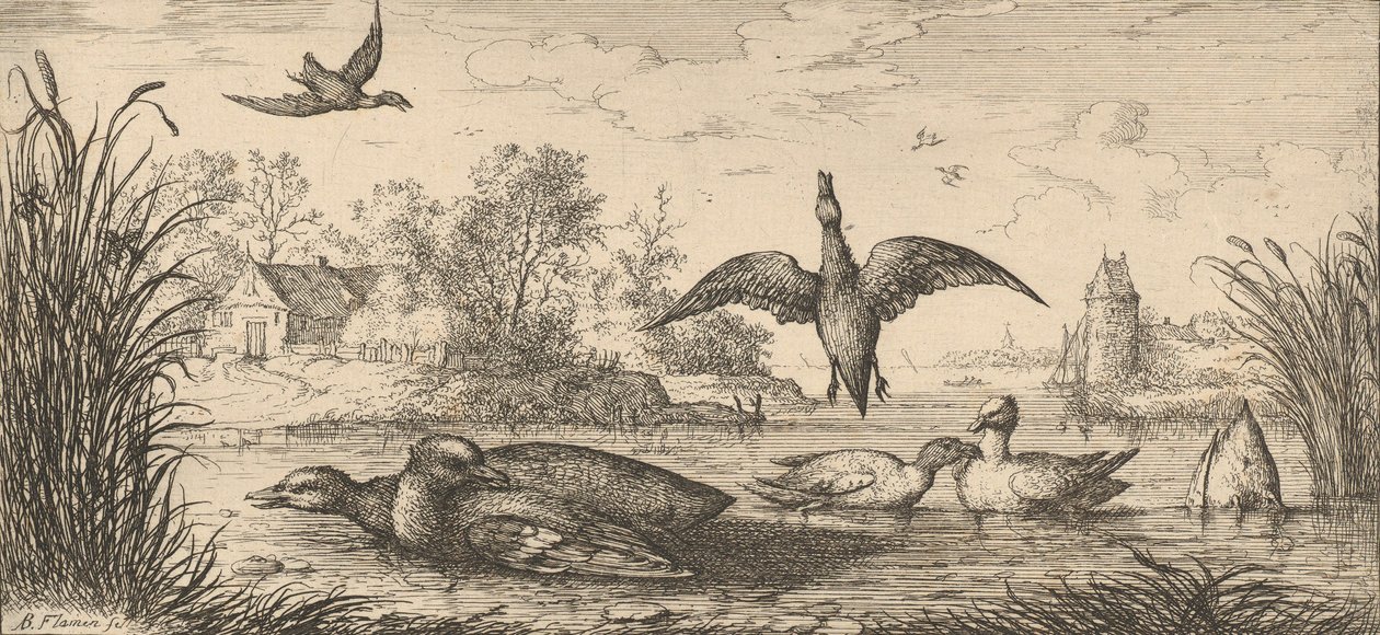 Querquedula, Cercelle Teal: Livre d