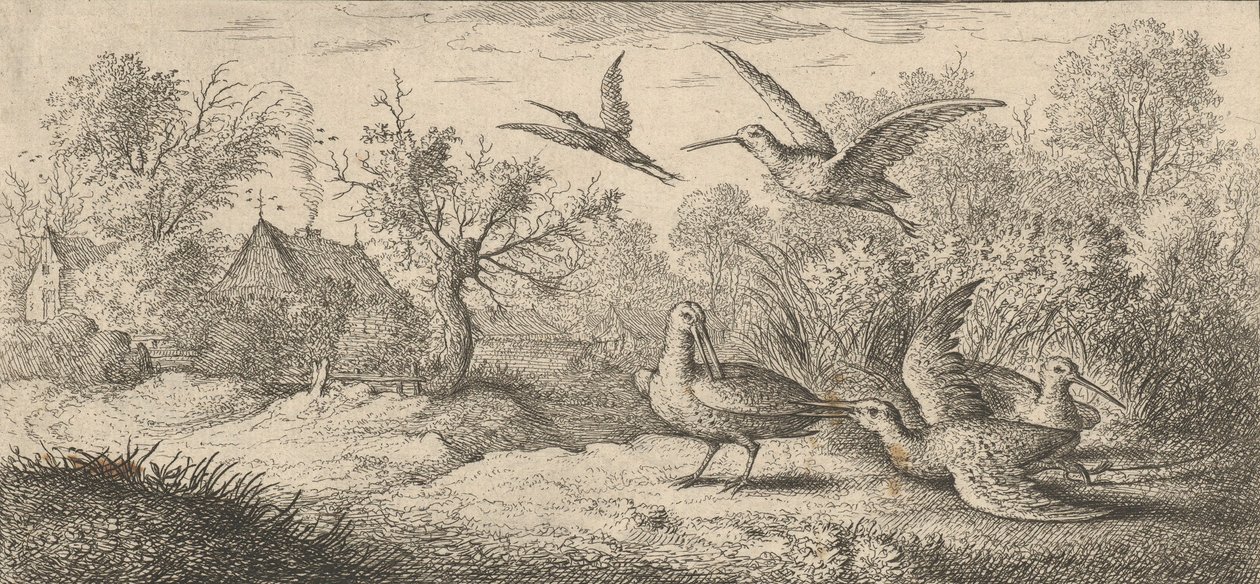 Rusticula, Beccasse The Woodcock: Livre d