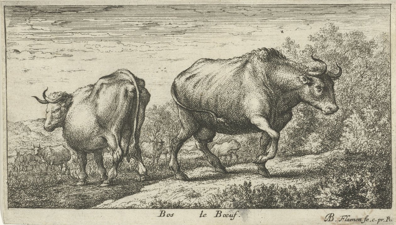 býci Bos le Boeuf (název na objektu) Různé druhy zvířat (název série) od Albert Flamen