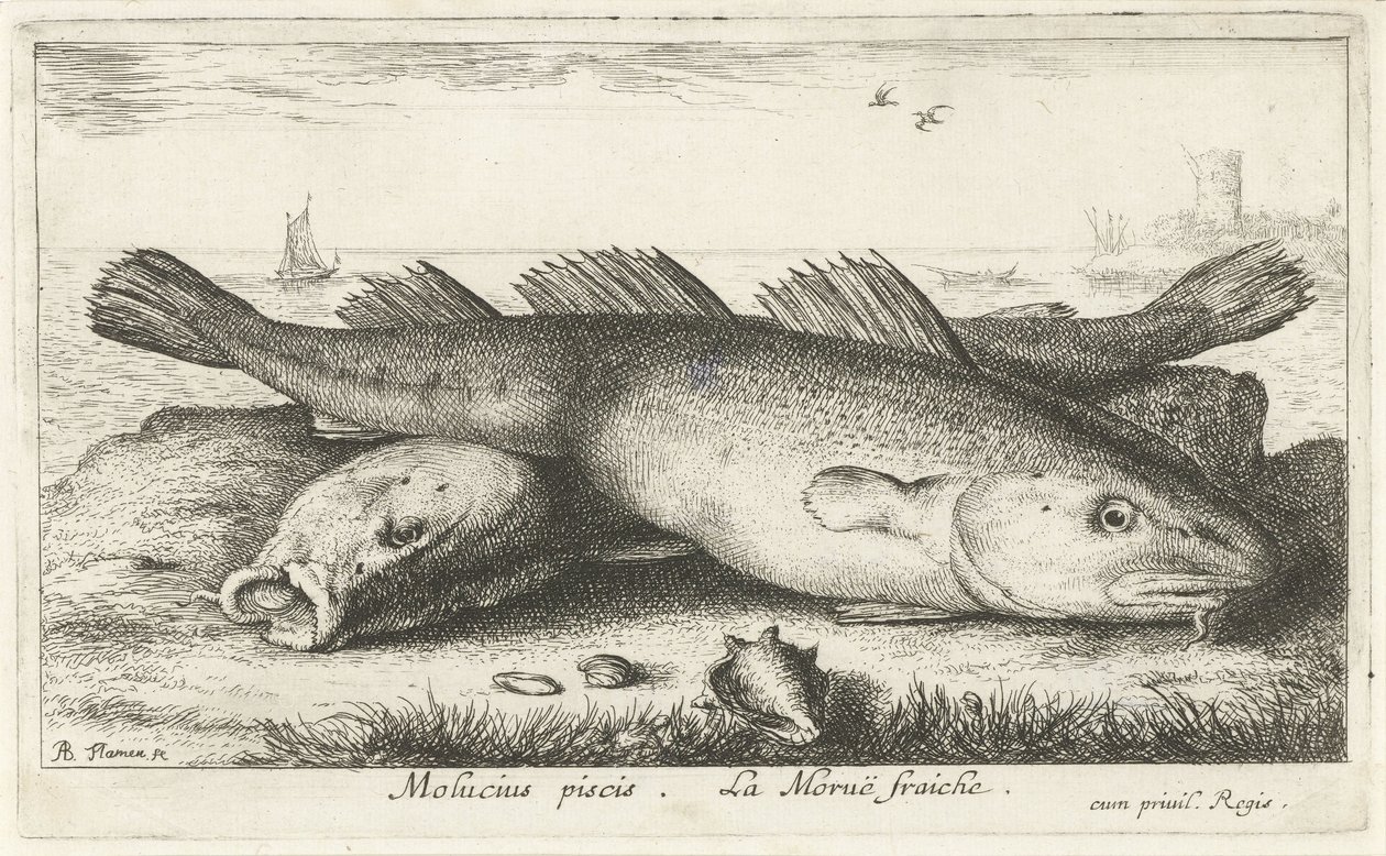 Dvě tresky na pláži Molucius piscis. Le Morue Fraiche. (název na objektu) Ryby a další mořští tvorové - slaná voda druhá série (název série) Poissons de mer (název série) od Albert Flamen