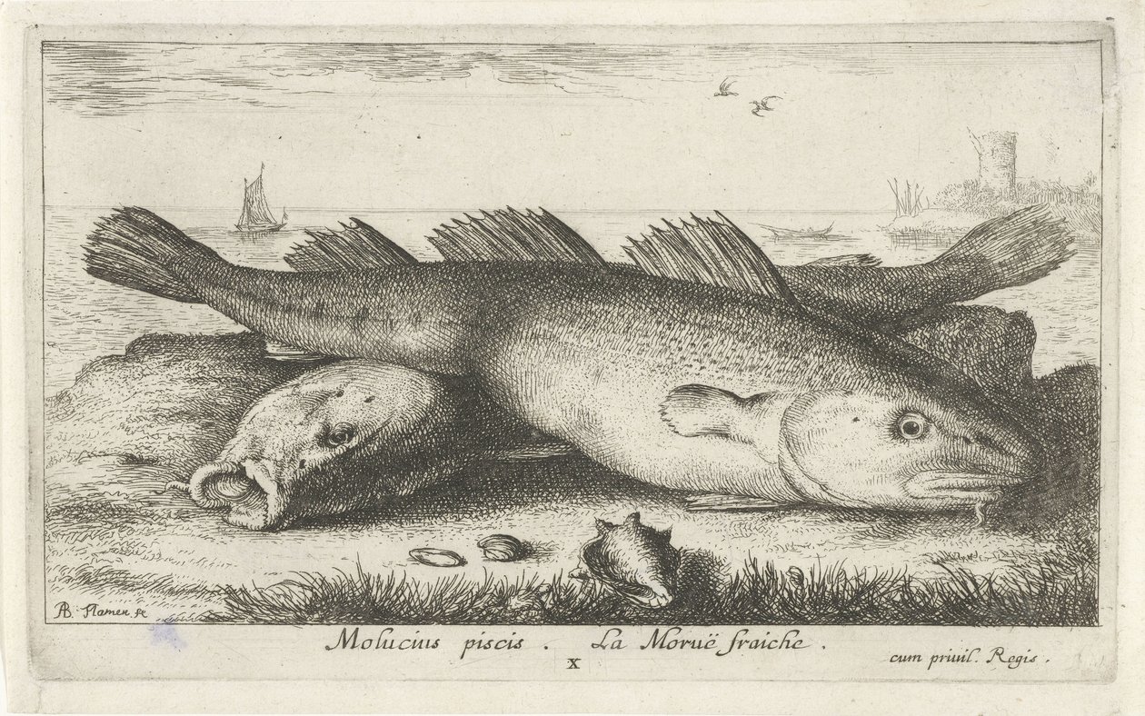 Dvě tresky na pláži Molucius piscis. Le Morue Fraiche. (název na objektu) Ryby a další mořští tvorové - slaná voda druhá série (název série) Poissons de mer (název série) od Albert Flamen