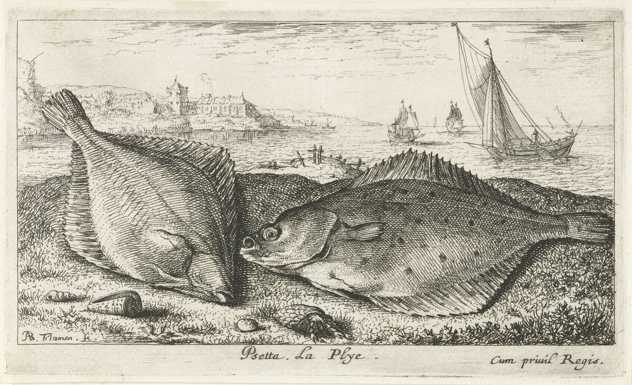 Dvě platýse na pláži psetta. La Plye. (název na objektu) Ryby a další mořští tvorové - slaná voda druhá série (název série) Poissons de mer (název série) od Albert Flamen