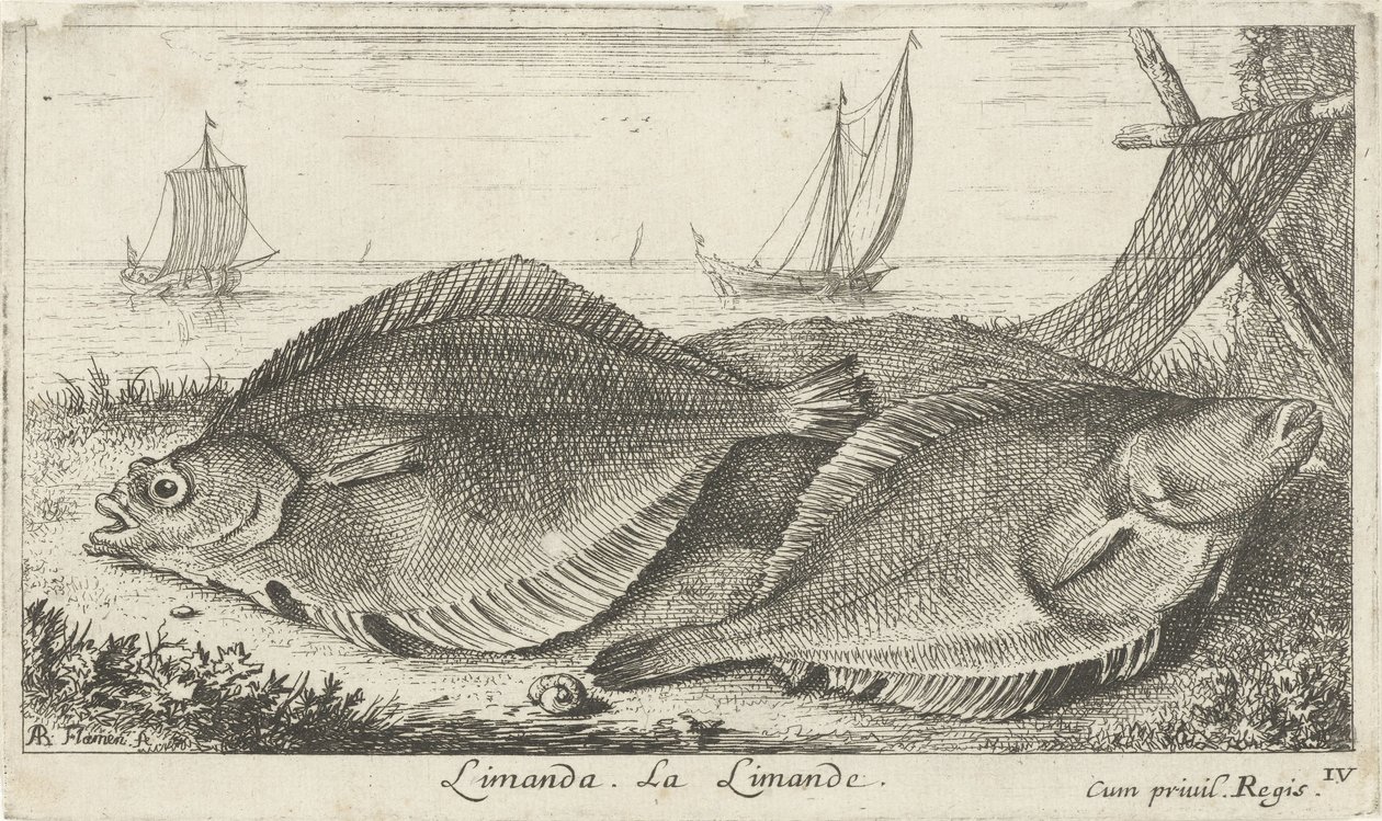 Dva šmouhy na pláži limanda. La Limande. (název na objektu) Ryby a další mořští tvorové - slaná voda třetí série (název série) Poissons de mer (název série) od Albert Flamen