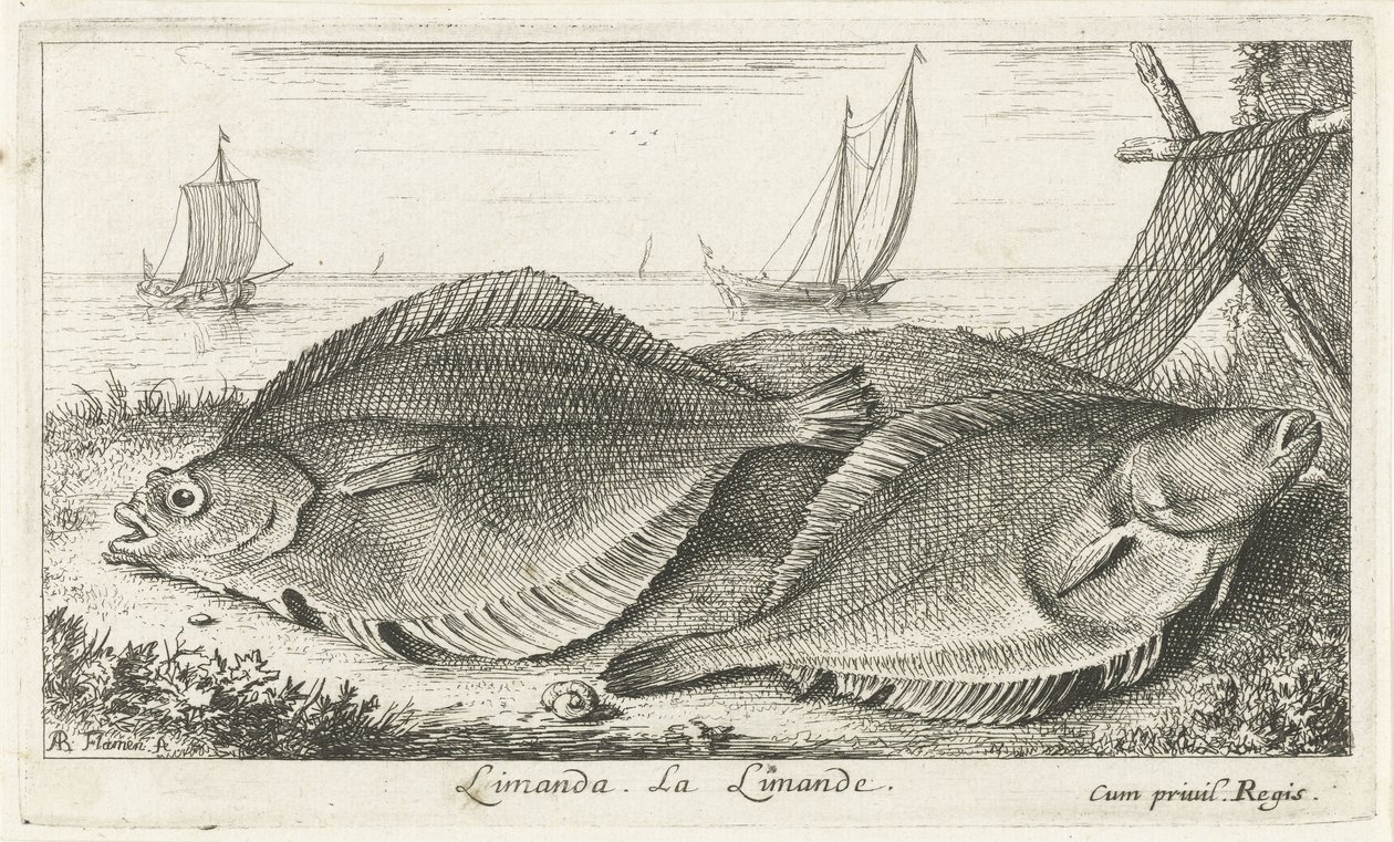 Dva šmouhy na pláži limanda. La Limande. (název na objektu) Ryby a další mořští tvorové - slaná voda třetí série (název série) Poissons de mer (název série) od Albert Flamen