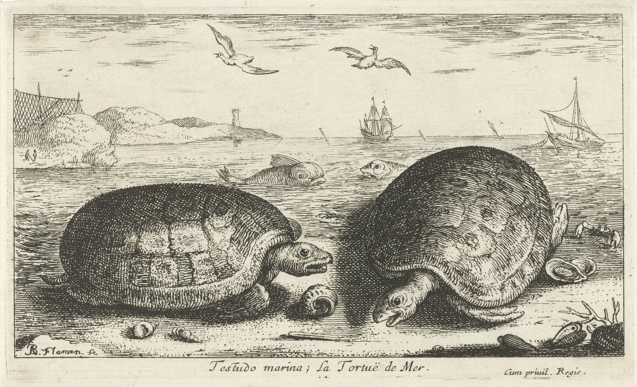 Dvě želvy na pláži Testudo marina; La Tortuë de Mer (název na objektu) Ryby a další mořští tvorové - slaná voda druhá série (název série) Poissons de mer (název série) od Albert Flamen