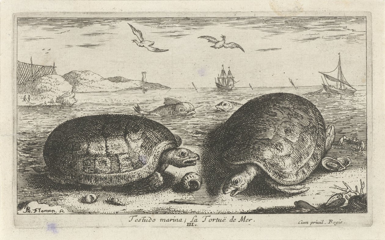Dvě želvy na pláži Testudo marina; La Tortuë de Mer (název na objektu) Ryby a další mořští tvorové - slaná voda druhá série (název série) Poissons de mer (název série) od Albert Flamen
