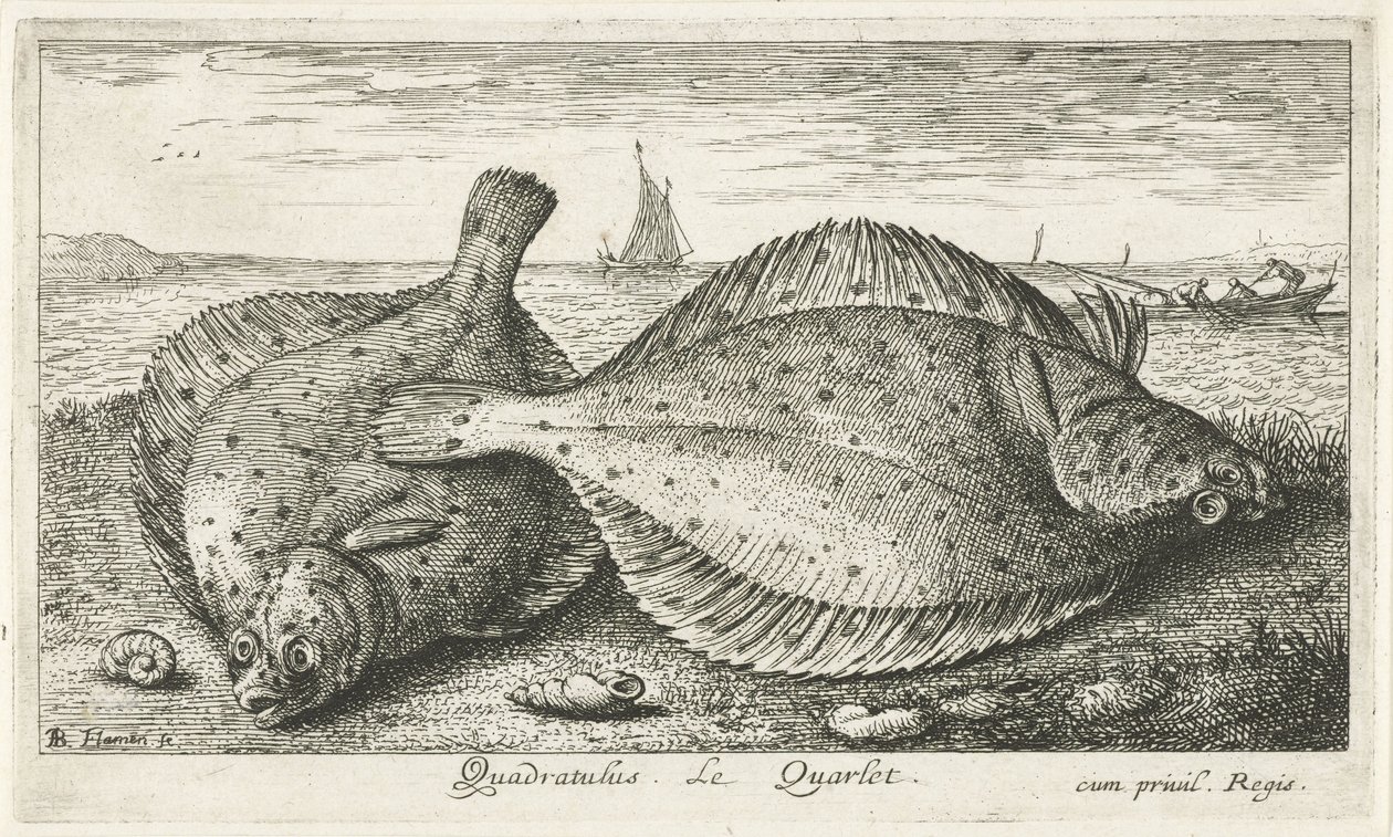 Dva platýs na pláži Quadratulus. LeQuarlet. (název na objektu) Ryby a další mořští tvorové - slaná voda třetí série (název série) Poissons de mer (název série) od Albert Flamen