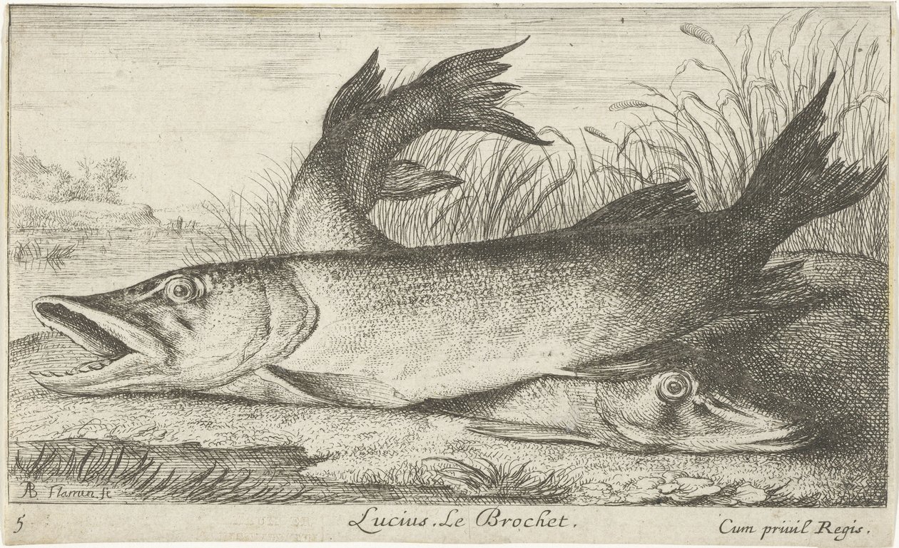 Dvě štiky na břehu řeky Luciusi. Le Brochet. (název na objektu) Ryby a další mořští tvorové - sladkovodní první série (název série) Diverse Especes de Poissons d