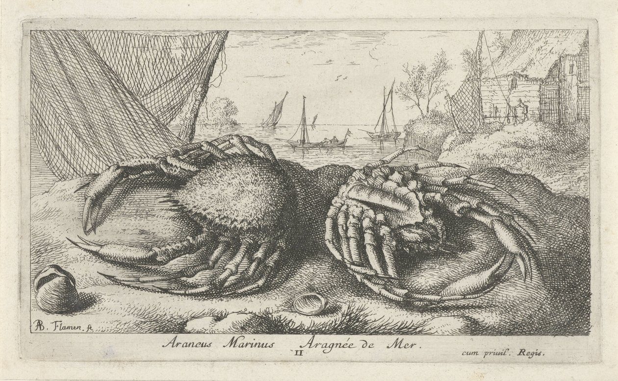 Dva krabi pavoučí poblíž rybářské sítě Araneus Marinus Aragnée de Mer (titul na předmětu) Ryby a další mořští tvorové - slaná voda druhá série (název série) Poissons de mer (název série) od Albert Flamen
