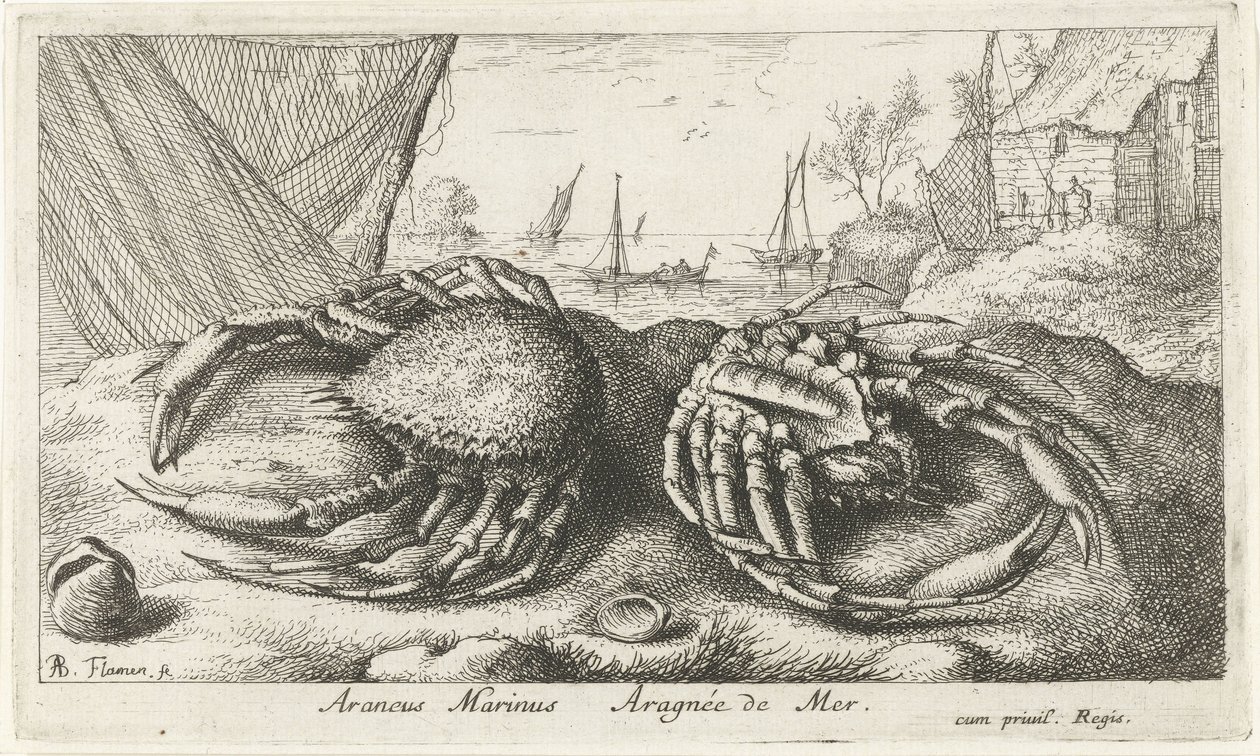 Dva krabi pavoučí poblíž rybářské sítě Araneus Marinus Aragnée de Mer (titul na předmětu) Ryby a další mořští tvorové - slaná voda druhá série (název série) Poissons de mer (název série) od Albert Flamen