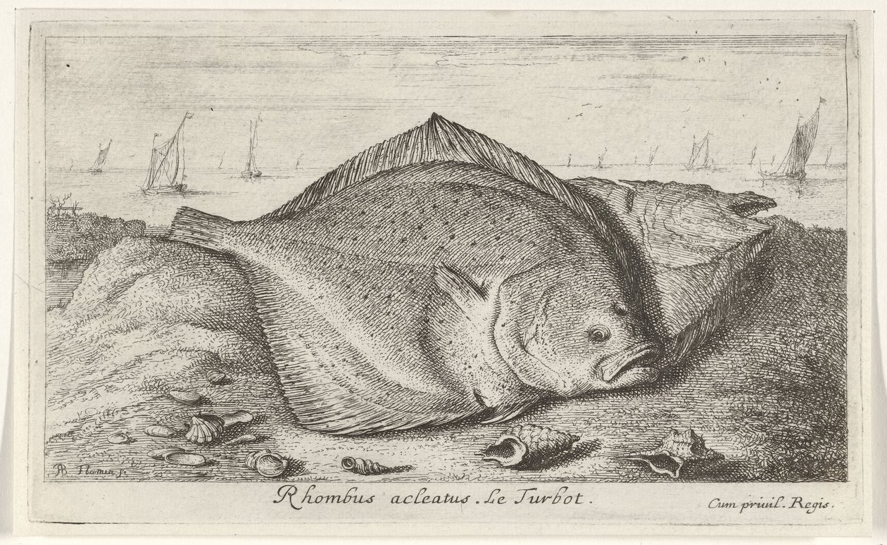 Dvě kambaly na pláži Rhombus acleatus. Le Turbot. (název na objektu) Ryby a další mořští tvorové - slaná voda třetí série (název série) Poissons de mer (název série) od Albert Flamen