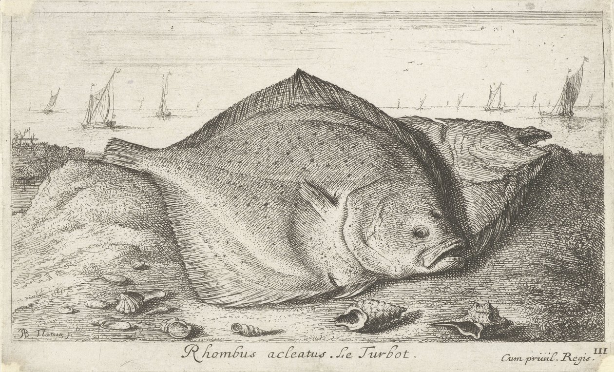 Dvě kambaly na pláži Rhombus acleatus. Le Turbot. (název na objektu) Ryby a další mořští tvorové - slaná voda třetí série (název série) Poissons de mer (název série) od Albert Flamen