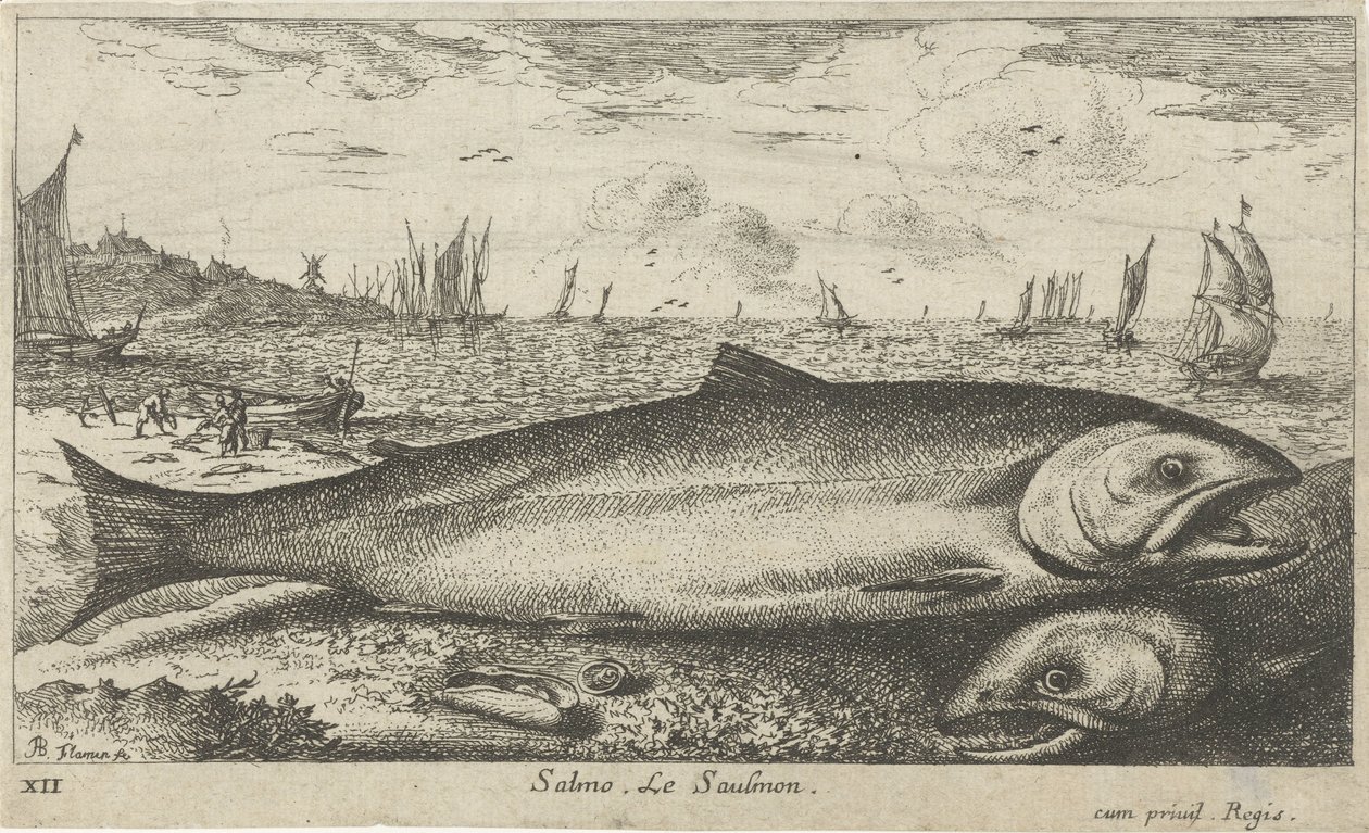 Dva lososi na pláži Salmo. Le Saulmon (název na objektu) Ryby a další mořští tvorové - slaná voda první série (název série) Diverse Especes de Poissons de mer (název série) od Albert Flamen