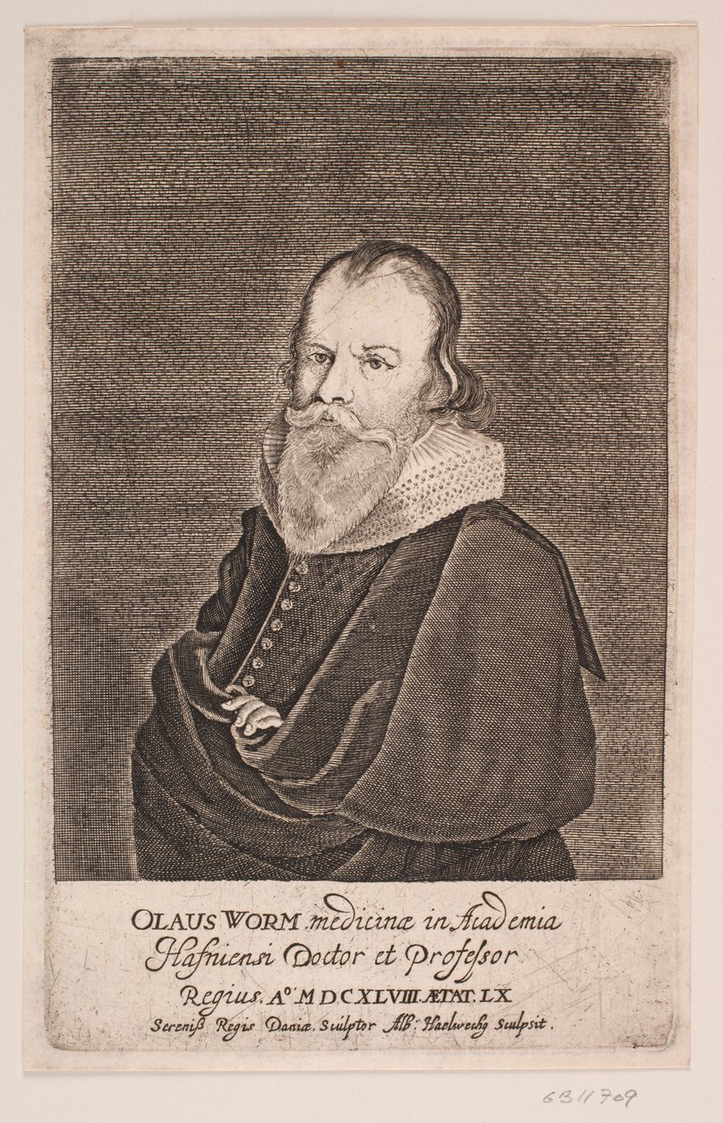 Ole Worm od Albert Haelwegh