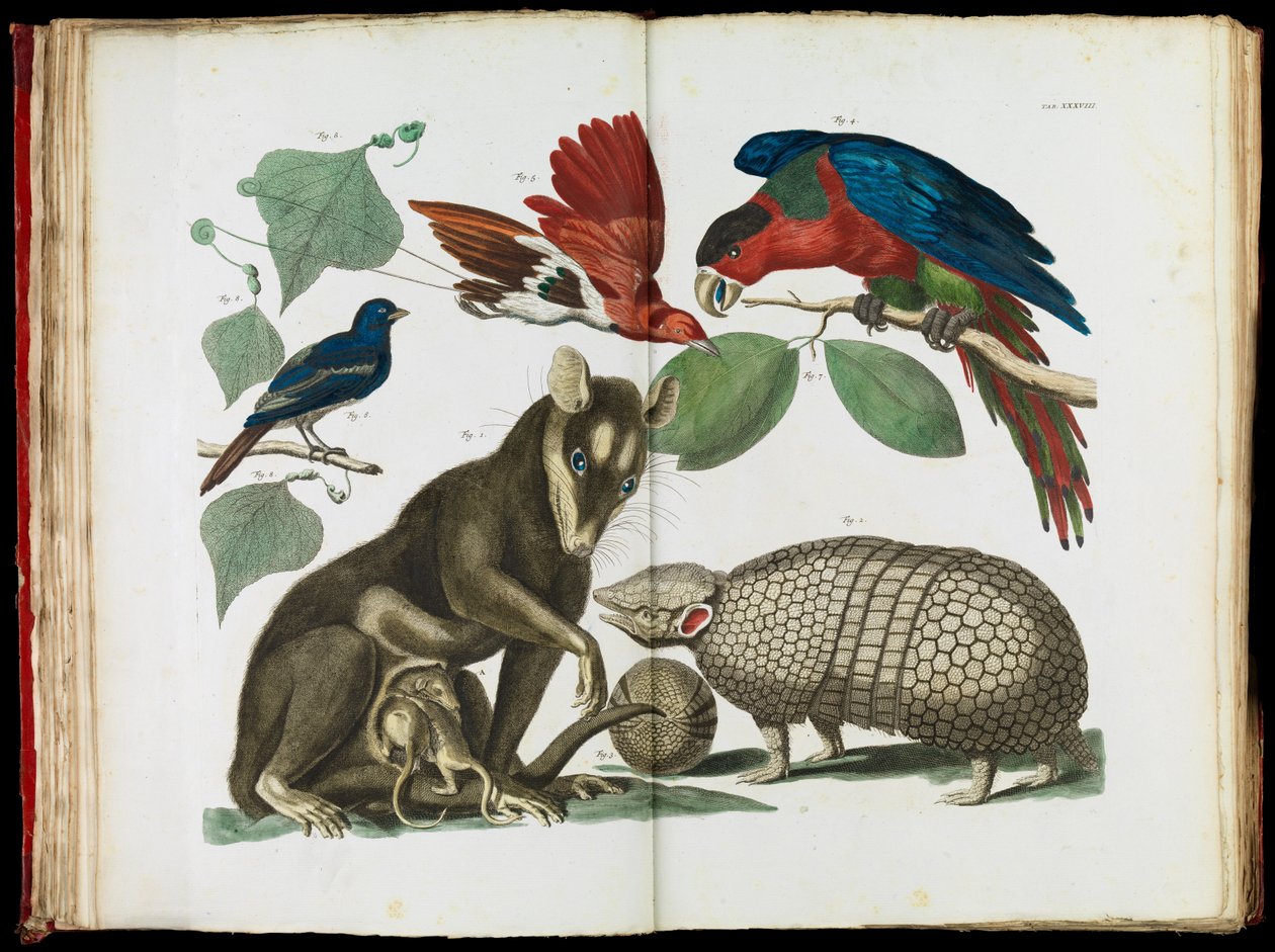 Molucca Opossum, Didelphis molucca a Armadillo, Tolypeutes matacus od Albertus Seba