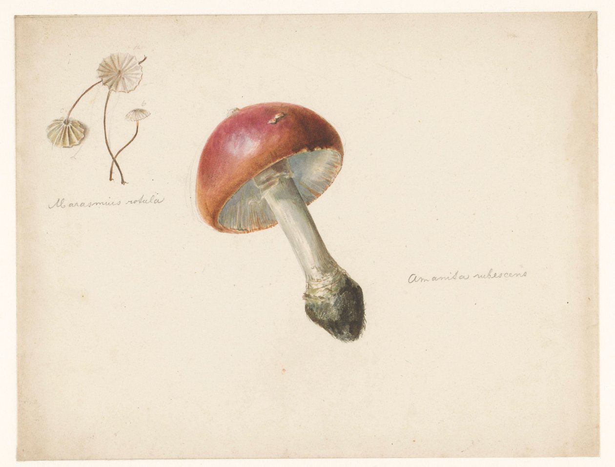 Studijní list s houbami, Amanita Rubescens a Marasmius Rotula od Albertus Steenbergen