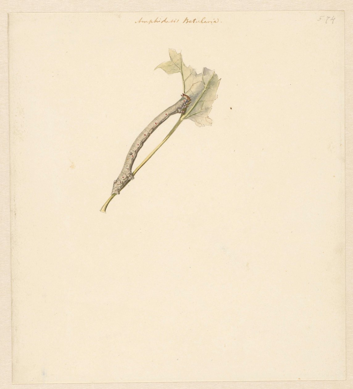Studieblad se setkal s rups, Amphidiasis Betularia od Albertus Steenbergen