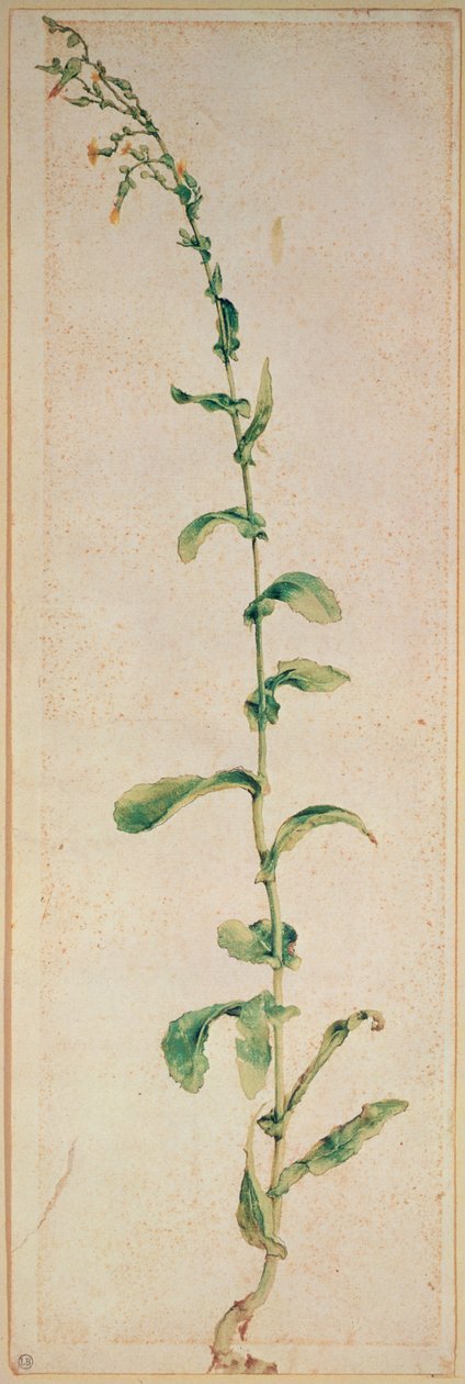 Rostlina tabáku od Albrecht Dürer