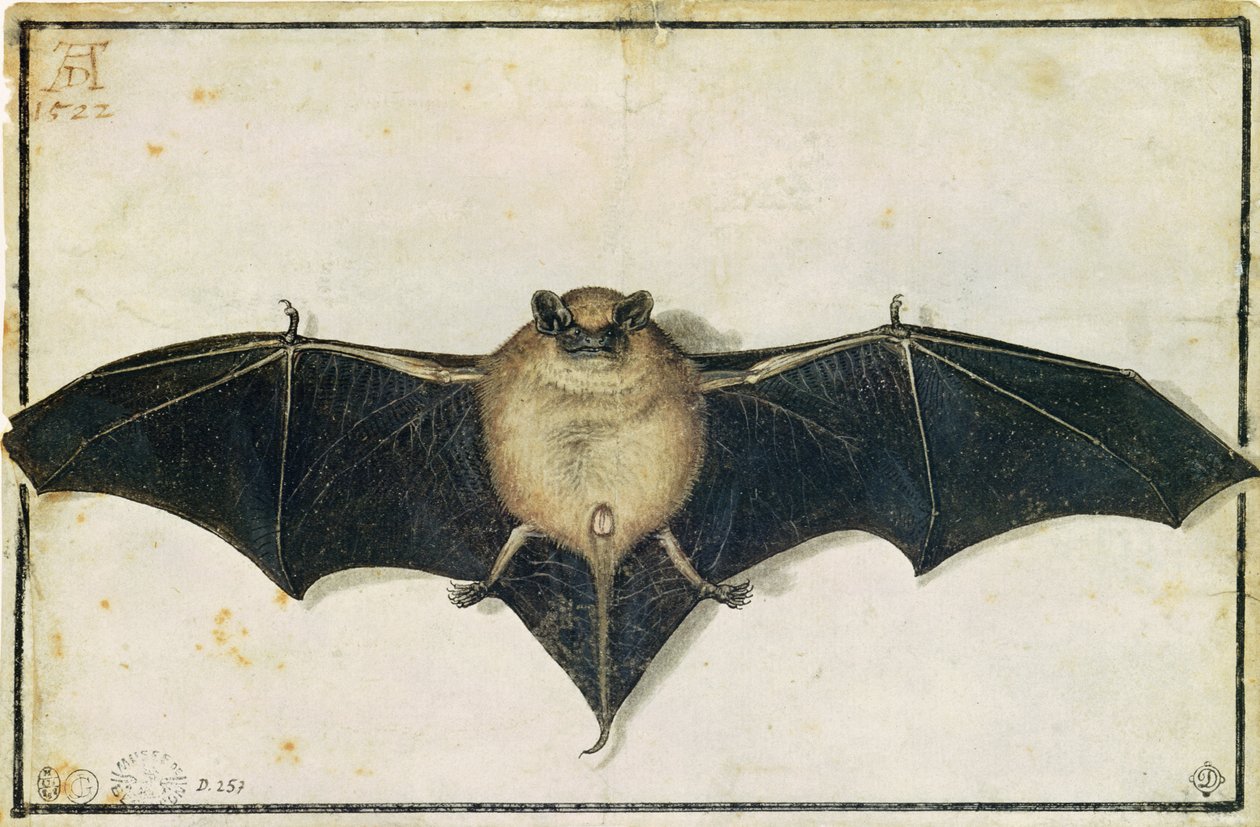 Netopýr, 1522 od Albrecht Dürer