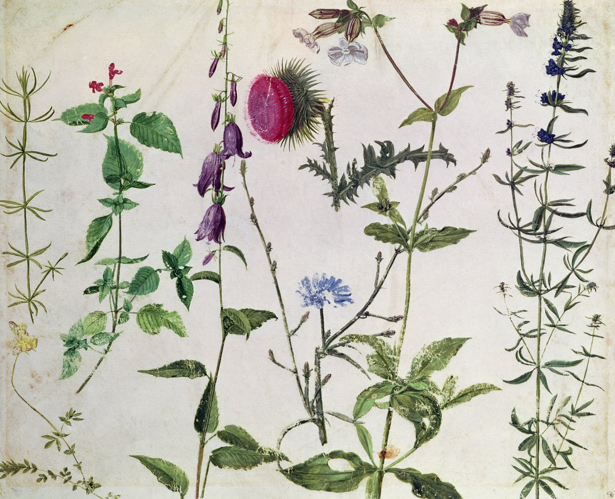 Osm studií divokých květin od Albrecht Dürer