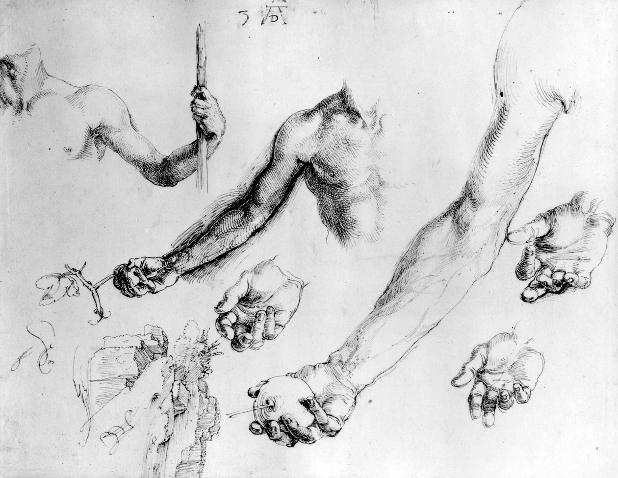 Studie pro Adamovo rameno, 1504 od Albrecht Dürer